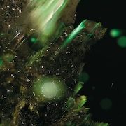 Review: Abraham - Idsungwüssä