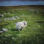 Poor Genetic Material: Pastoral